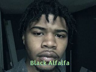 Black_Alfalfa