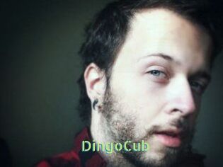 DingoCub