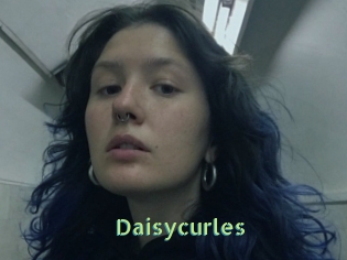 Daisycurles