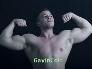 GavinColt