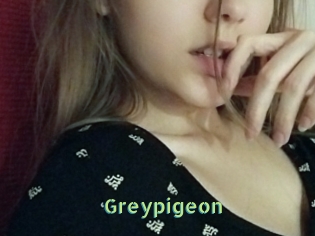 Greypigeon