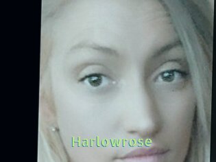 Harlowrose
