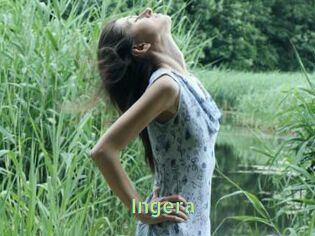 Ingera