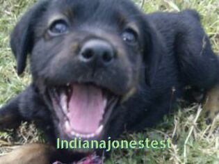 Indianajonestest