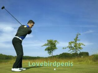 Lovebirdpenis