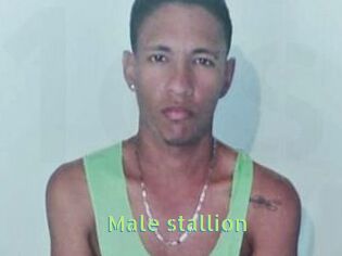 Male_stallion