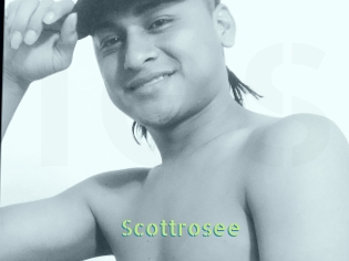 Scottrosee