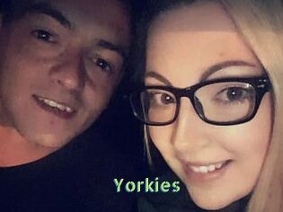 Yorkies